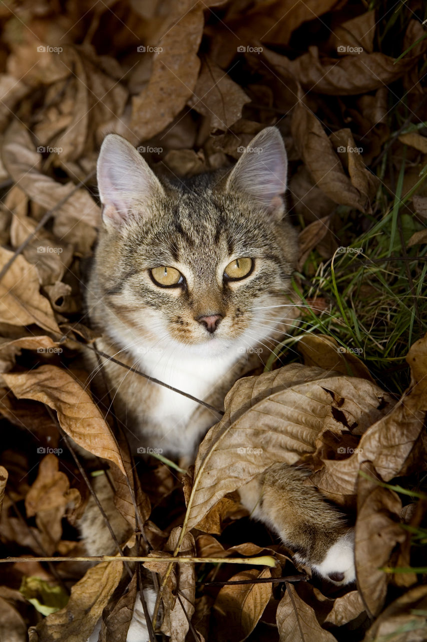 Cute, Cat, Mammal, Eye, Portrait