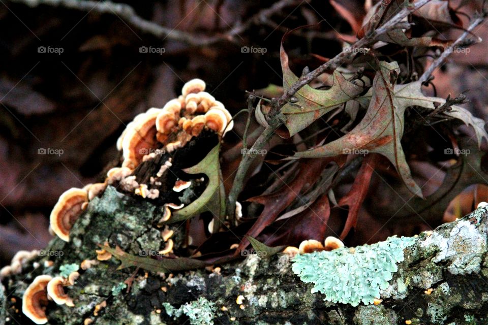 leaves in the backdrop o