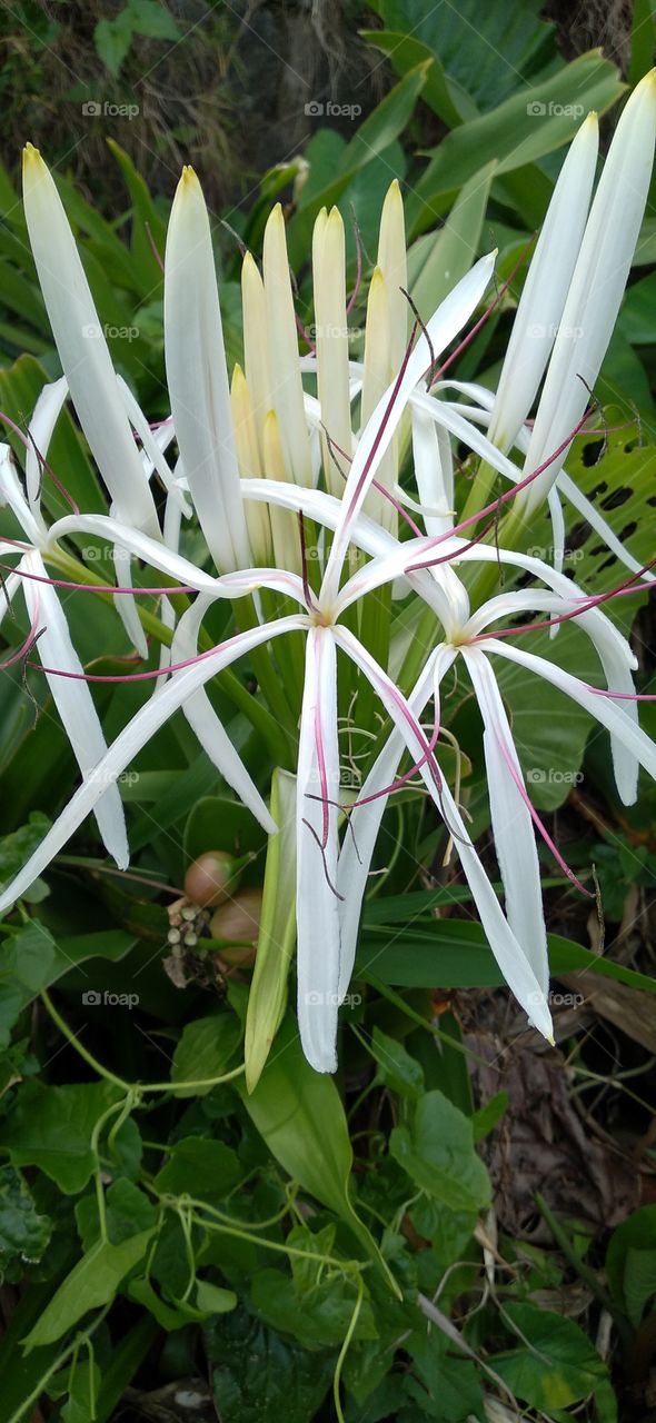 White lily or Crinum asiaticum Linn. is an ornamental plant that is very famous because of its very beautiful figure with white flowers