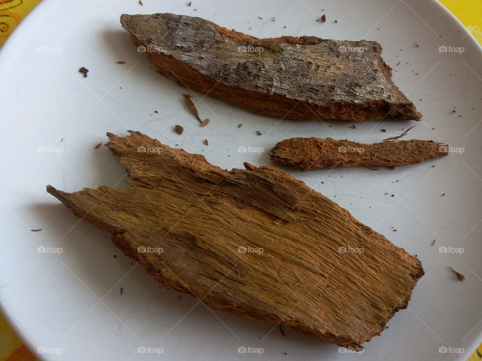 Spice - Cinnamon - Fresh cinnamon tree