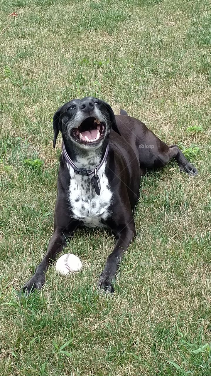 happy puppy