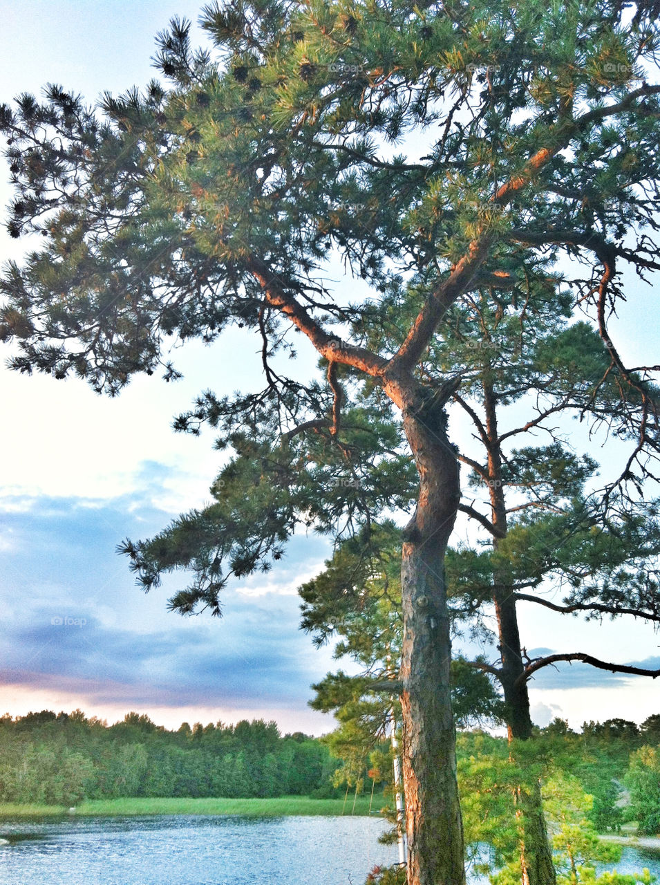 sweden tree water cliff by miamania