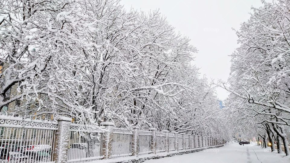 Winter ❄️ Trees ❄️ Frosty ❄️