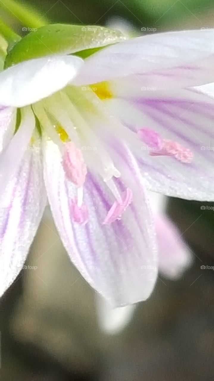 pretty lil flower