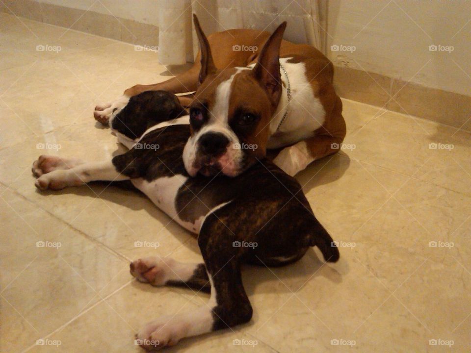 Big boxer with little boxer puppy