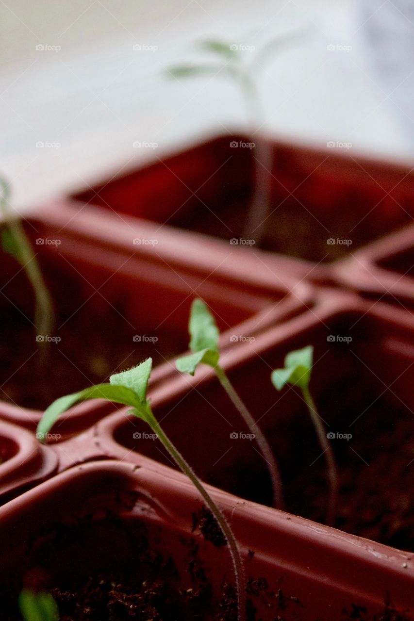 Tomato plant seedlings started indoors