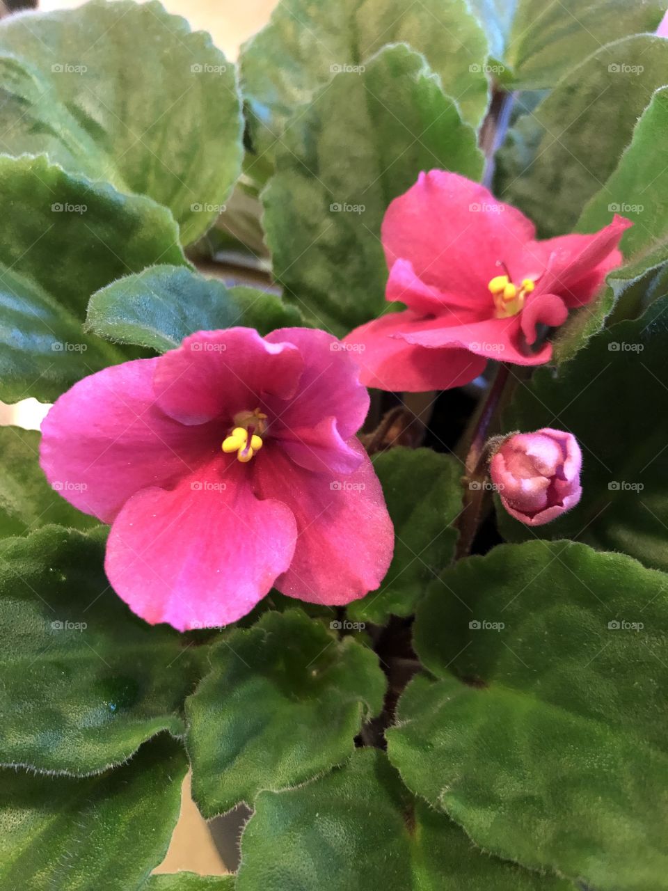 African Violets In Bloom