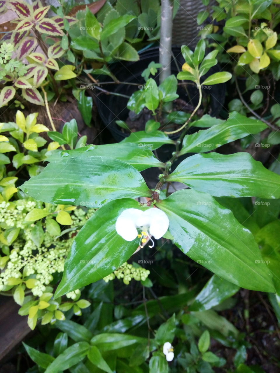 Leaf, Nature, Flora, Garden, Flower