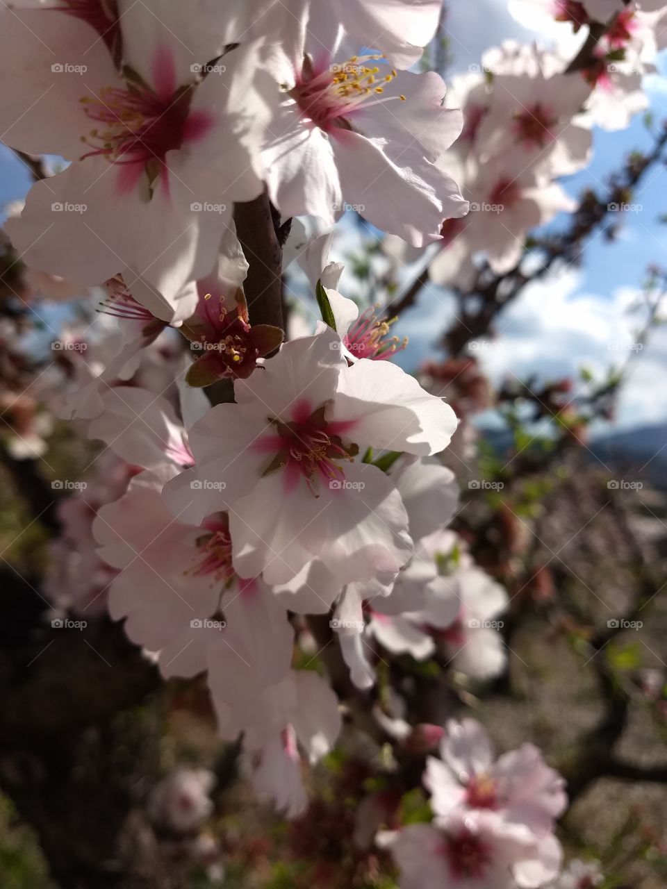 mandelblüte