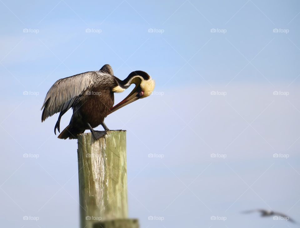 A pelican almost posing for the camera on a beautiful day.