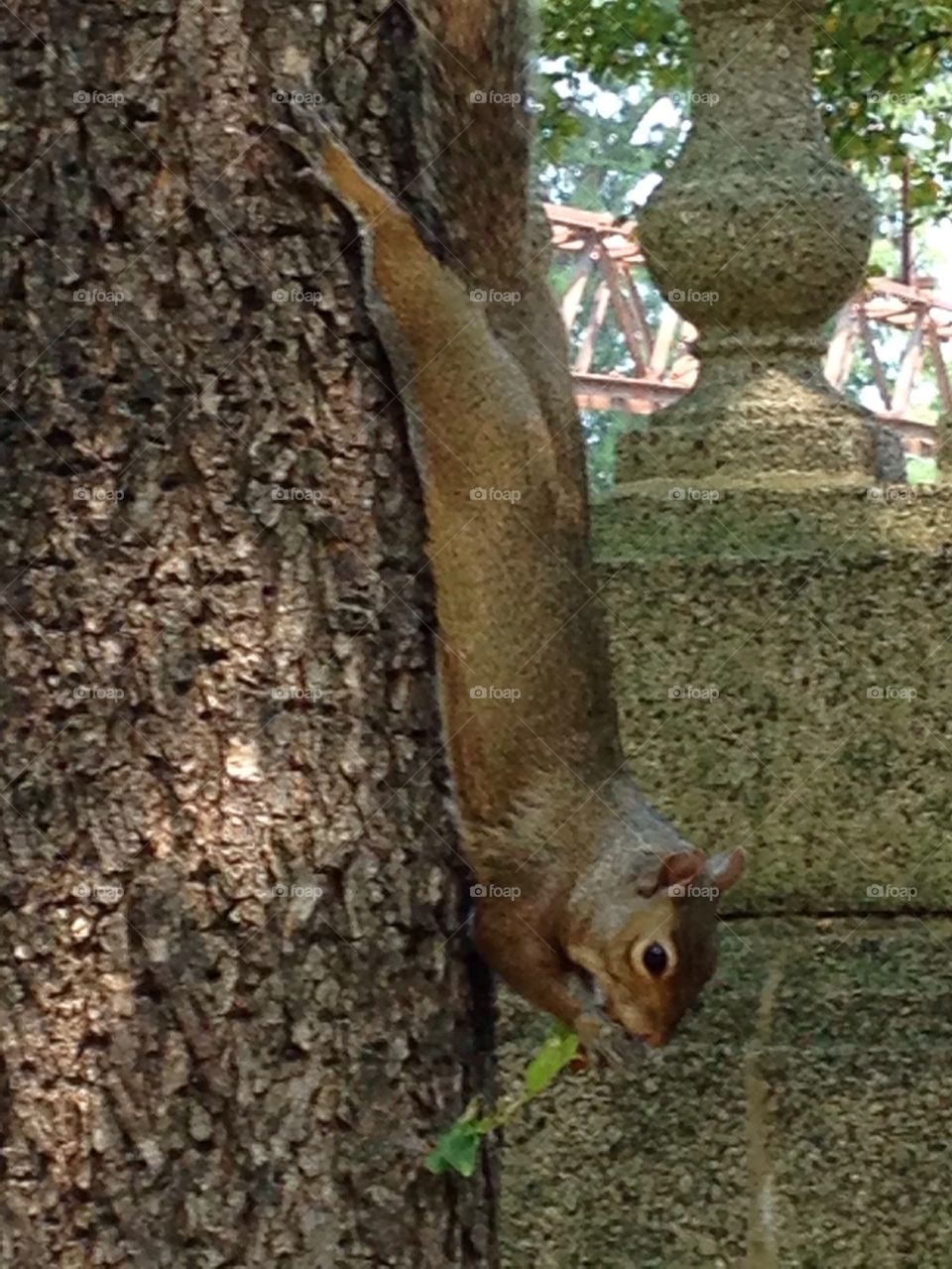 Squirrel in tree