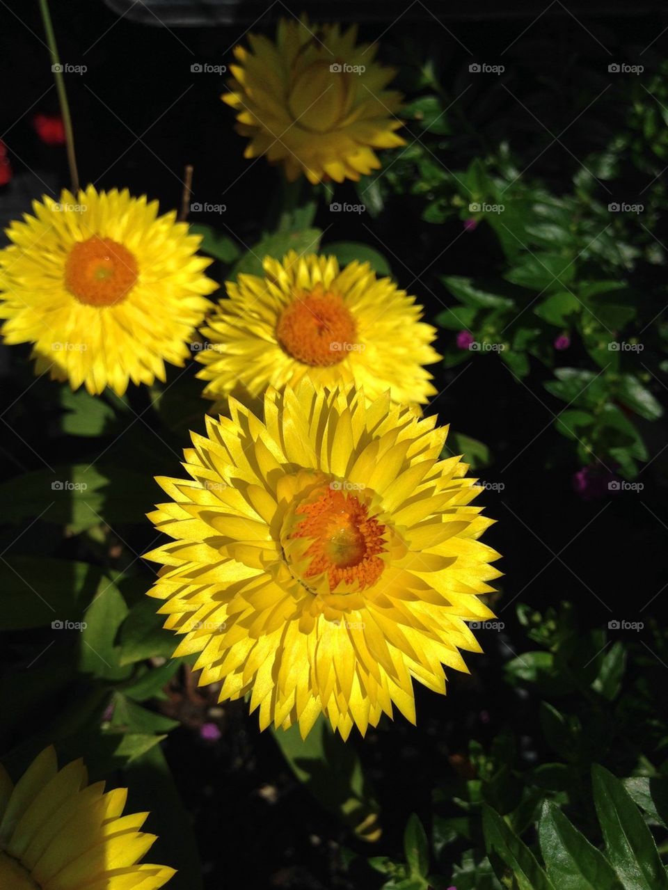 Yellow daisy flower