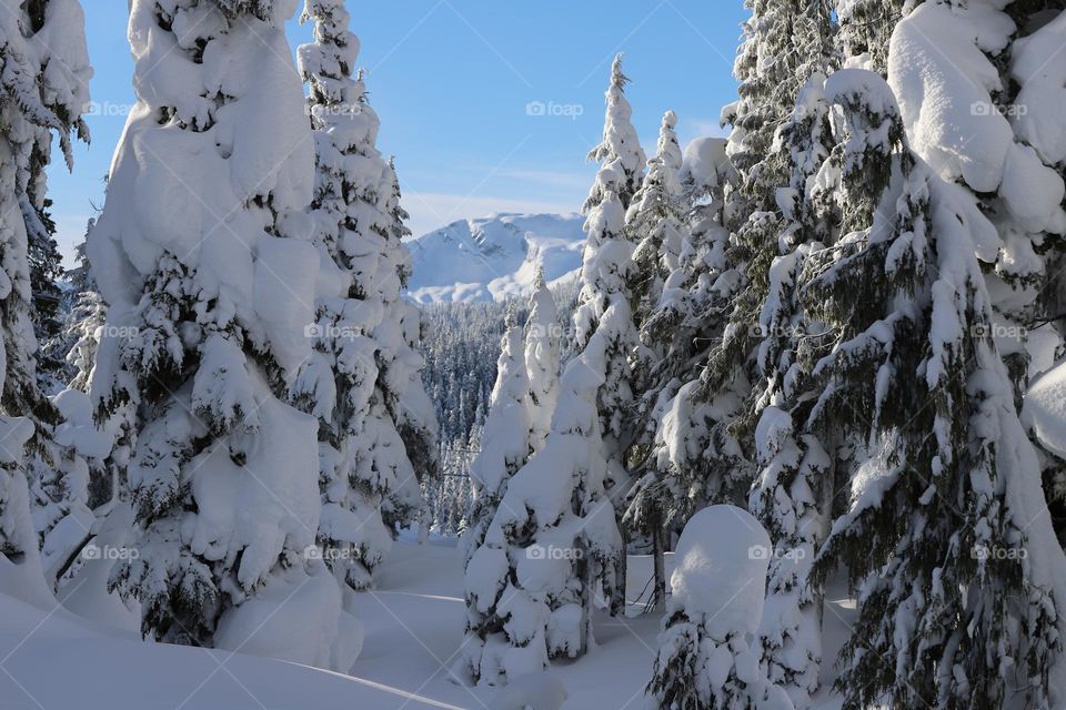 Into the woods covered with snow 