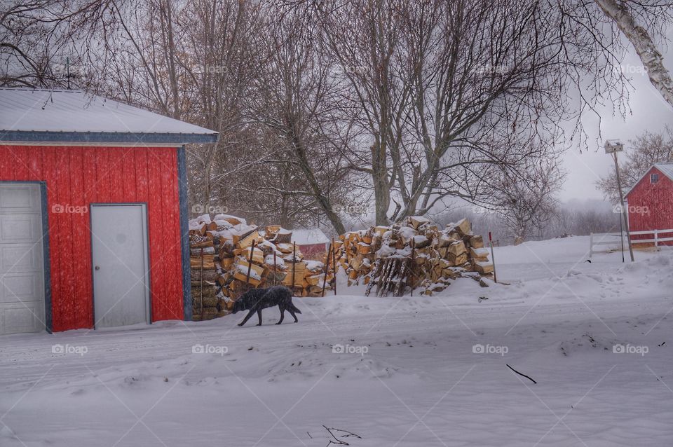 Winter Farm Scene. Black Lab in the Snow