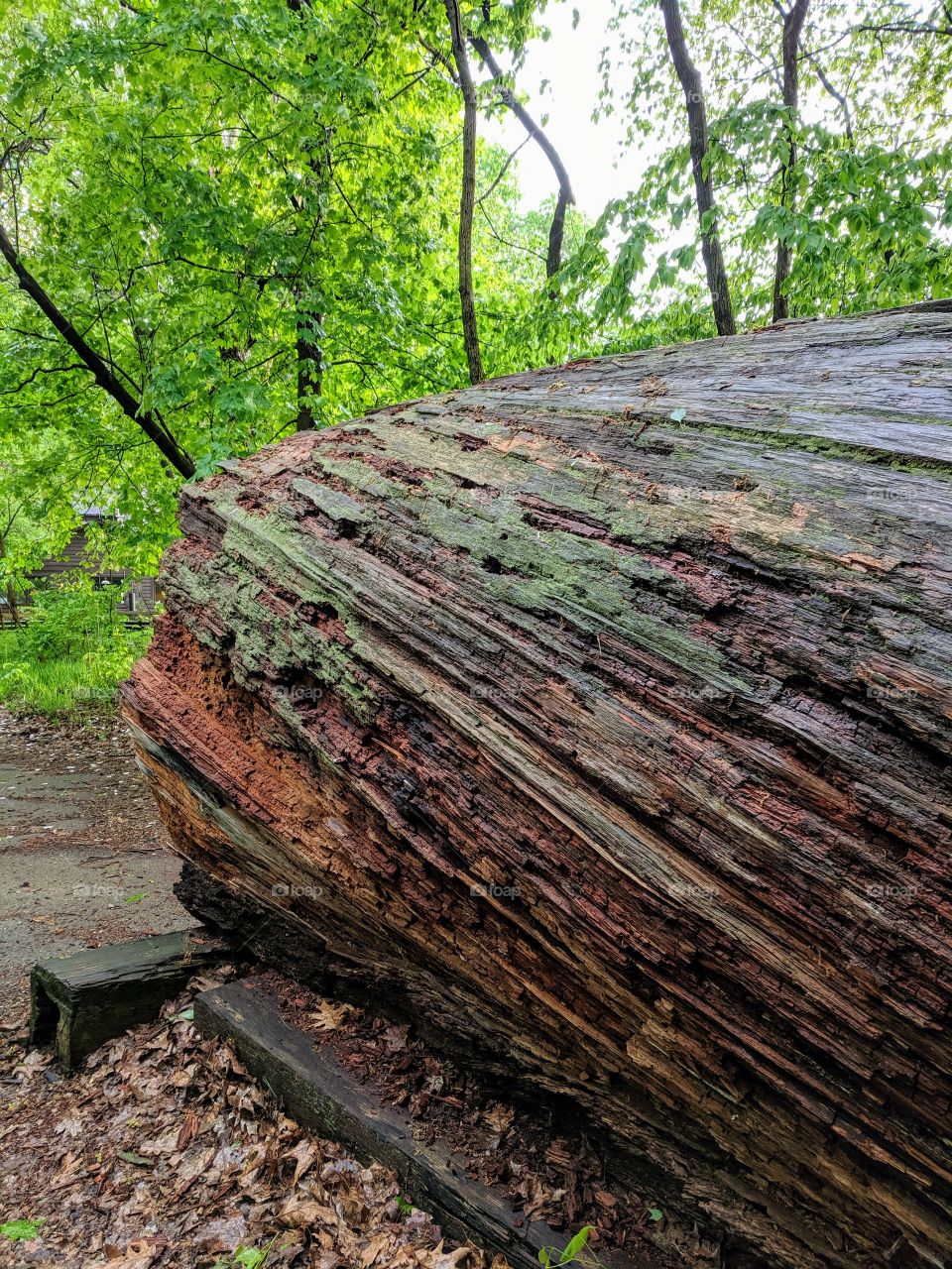 old tree stump