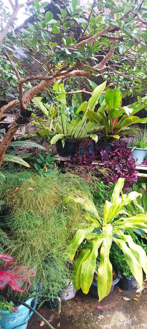 plant material for the garden