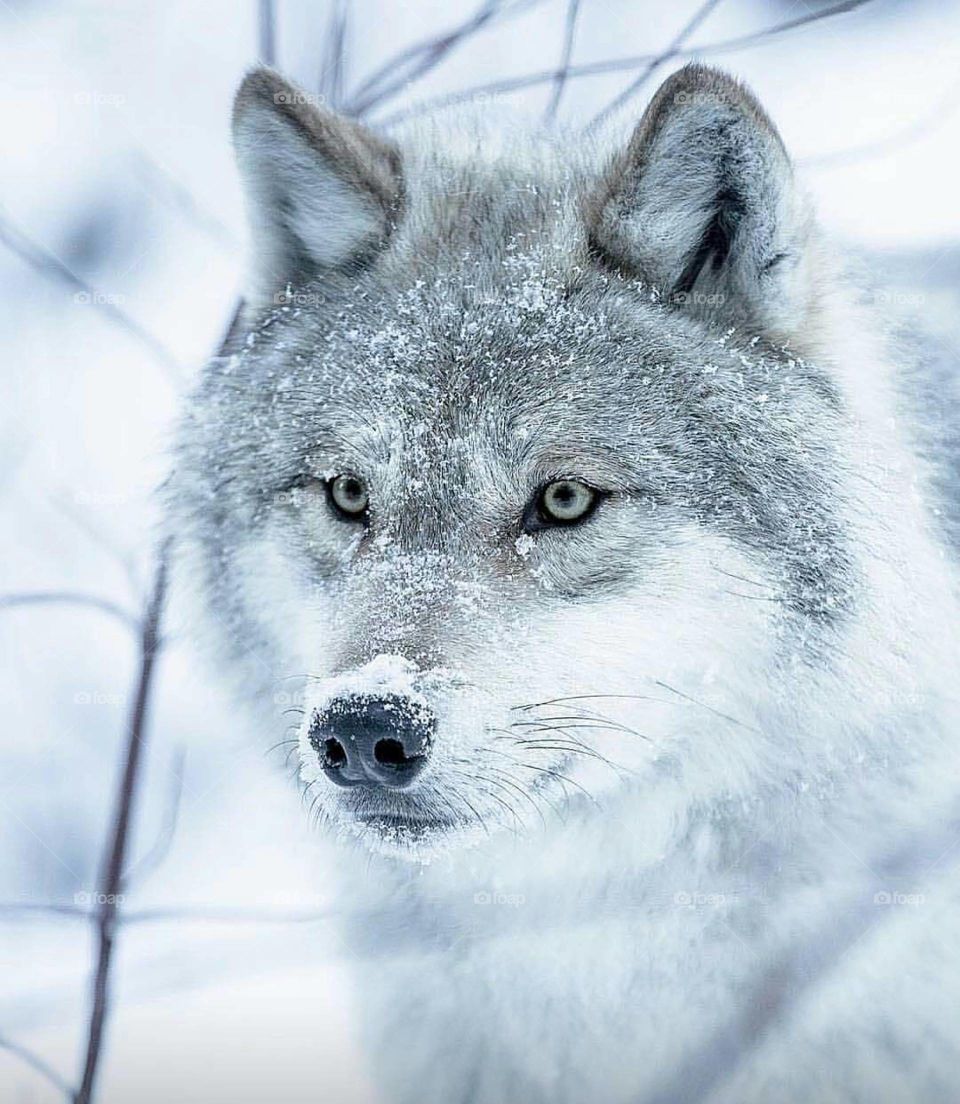 Tibetan wolf Called Shangku in Ladakh, the Tibetan wolf is a sub-species of grey wolf. It is around 76 cm tall and about 110 cm in length. It weighs around 30-35 kg.It is larger than the other sub-species of wolf found in the Indian Peninsula.