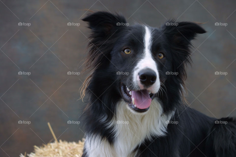 Border Collie