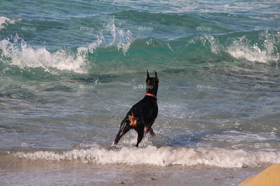 Dog in ocean 