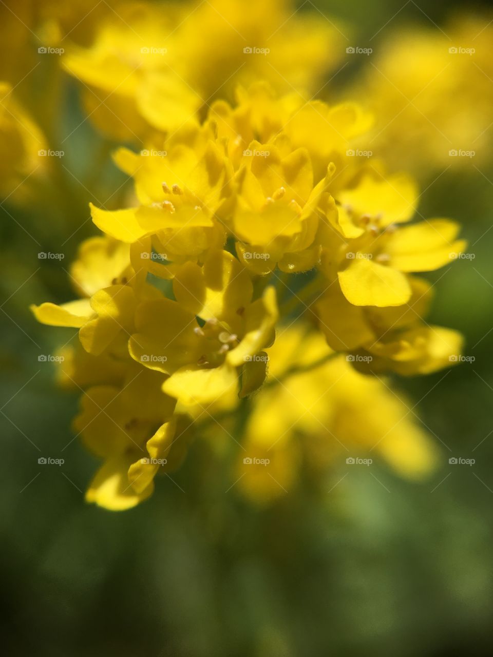 Yellow closeup