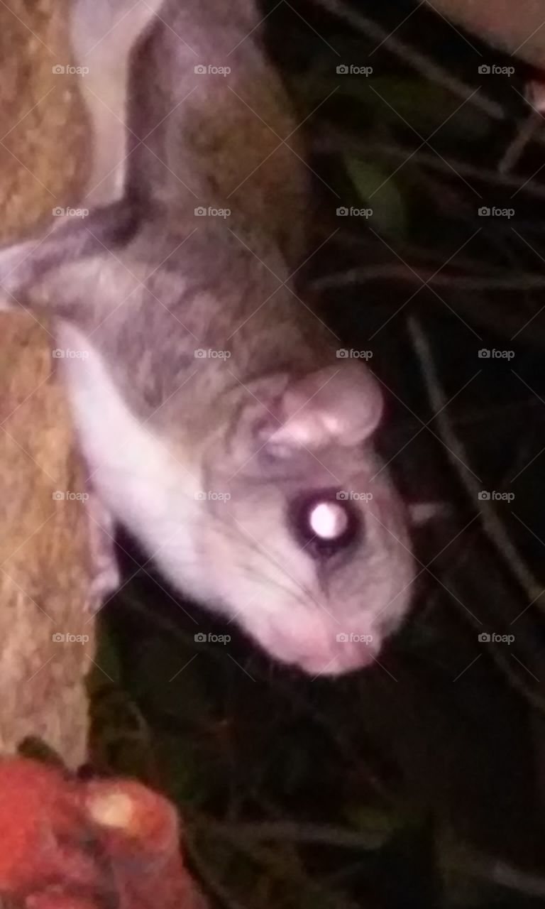 flying squirrel
