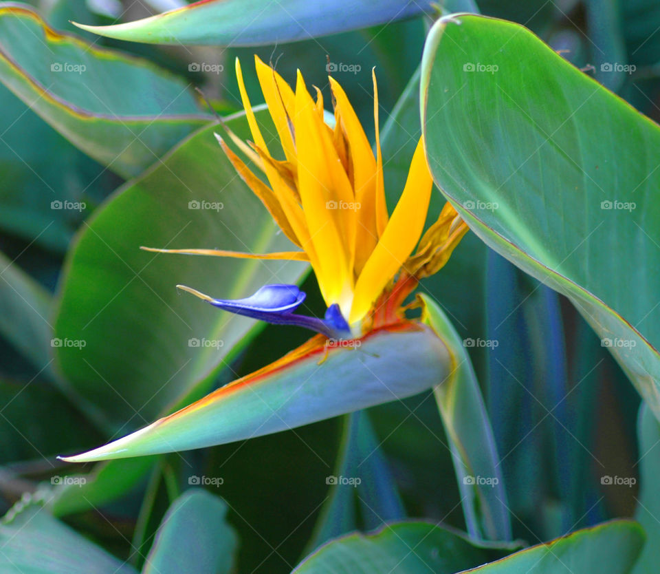 flower orange colour