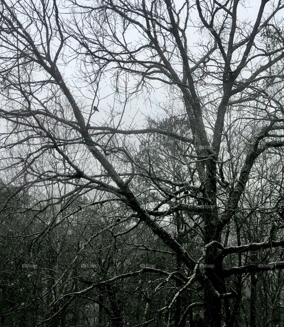 Silhouette of blackbirds perched on bare oak branches during snowfall in forest 
