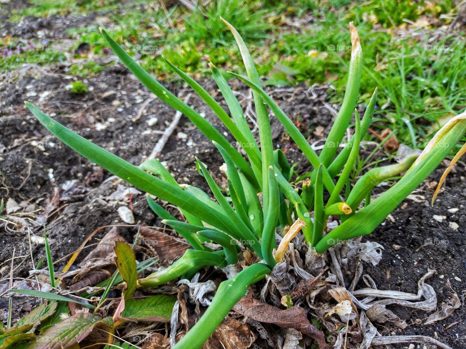 Green onions in the garden.