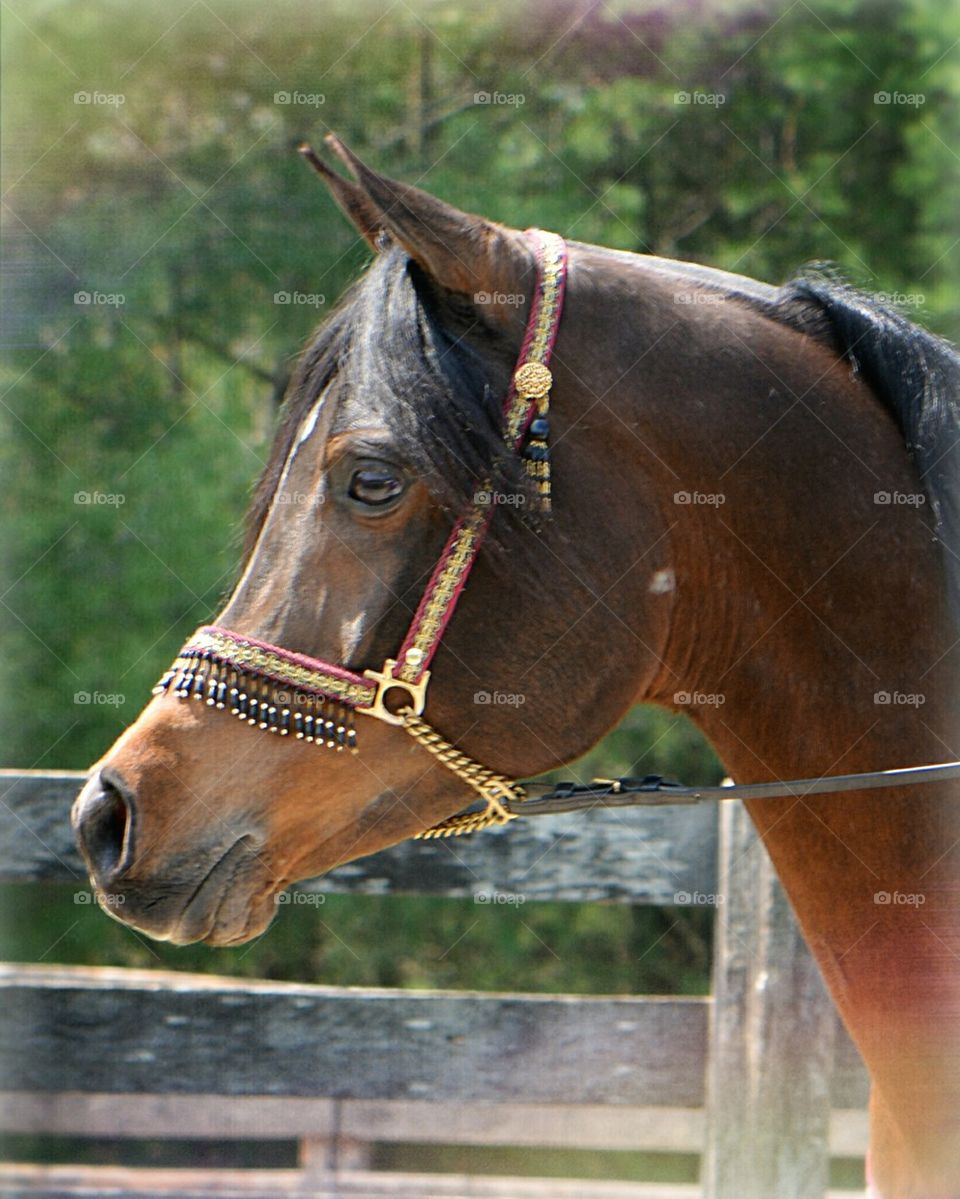 Egyptian Arabian Stallion