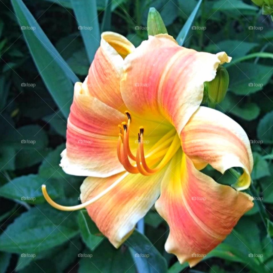 Day lily 