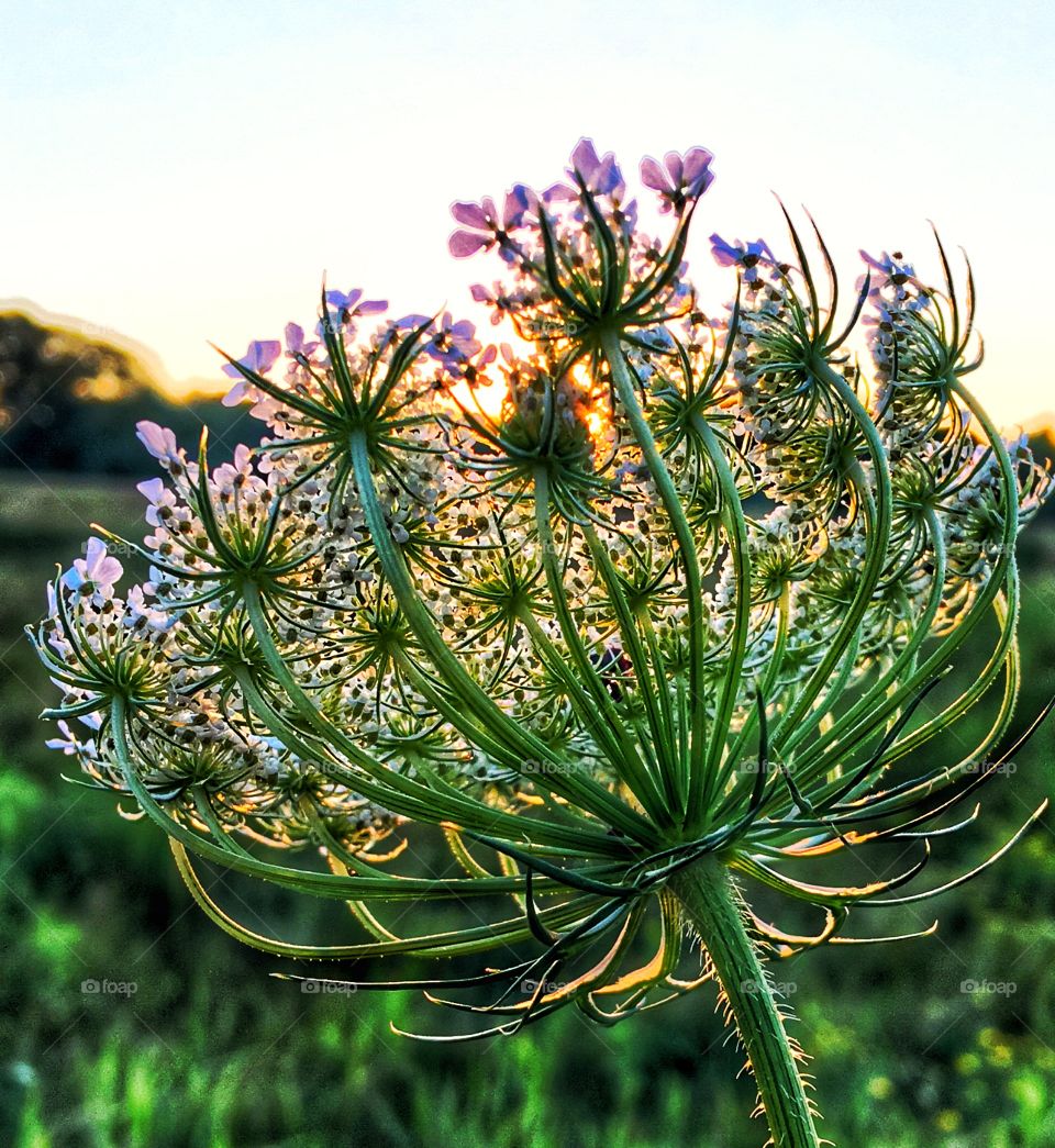 Queen Ann's Lace in the sunset