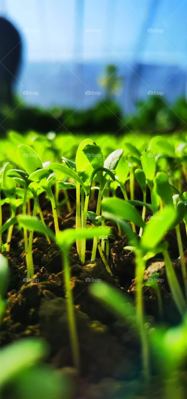 Grassroots