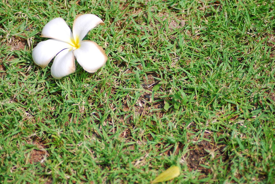 Leelawadee Flower. White of flower