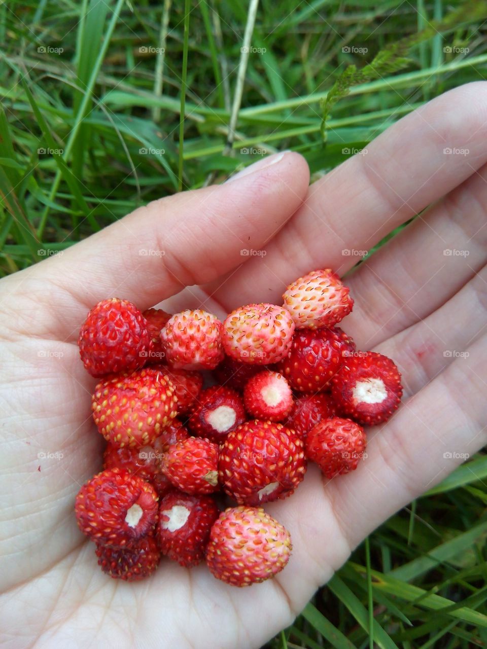 ripe strawberries in hand