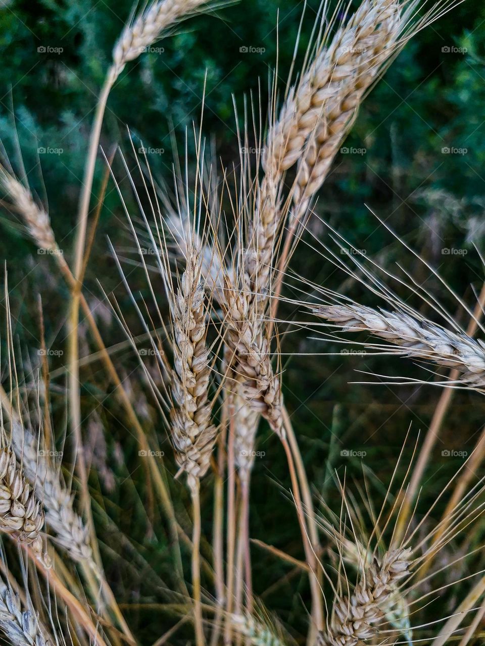 Inspiring and beautiful wheat field with fresh green grass near the quite and cute village