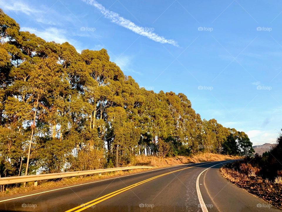 Tree Lined Road