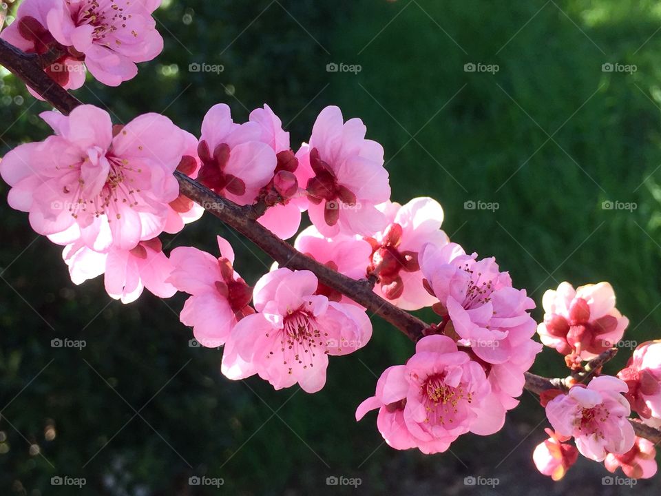 Beautiful Blooming Branch 