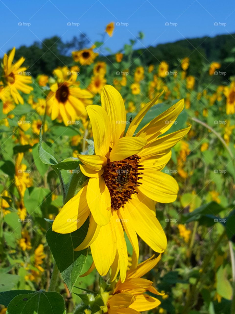 Blooming flowers in garden