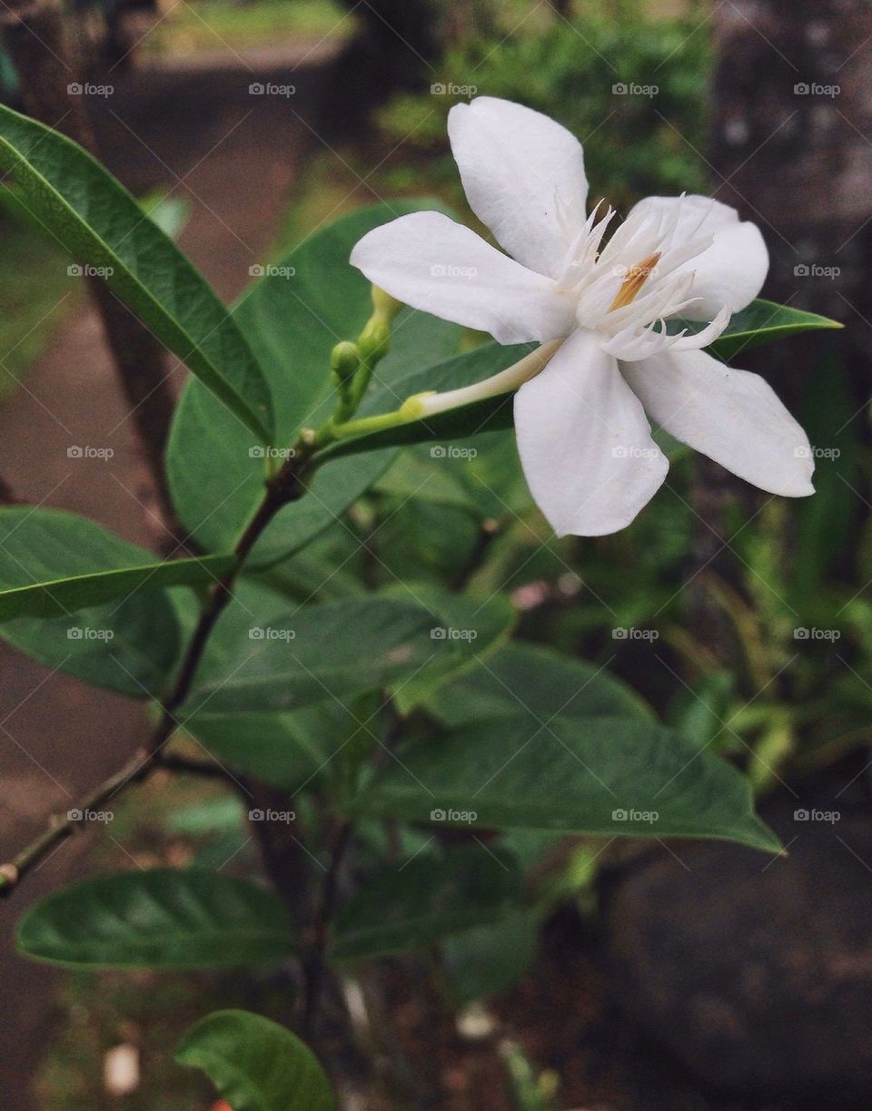 Another white flower