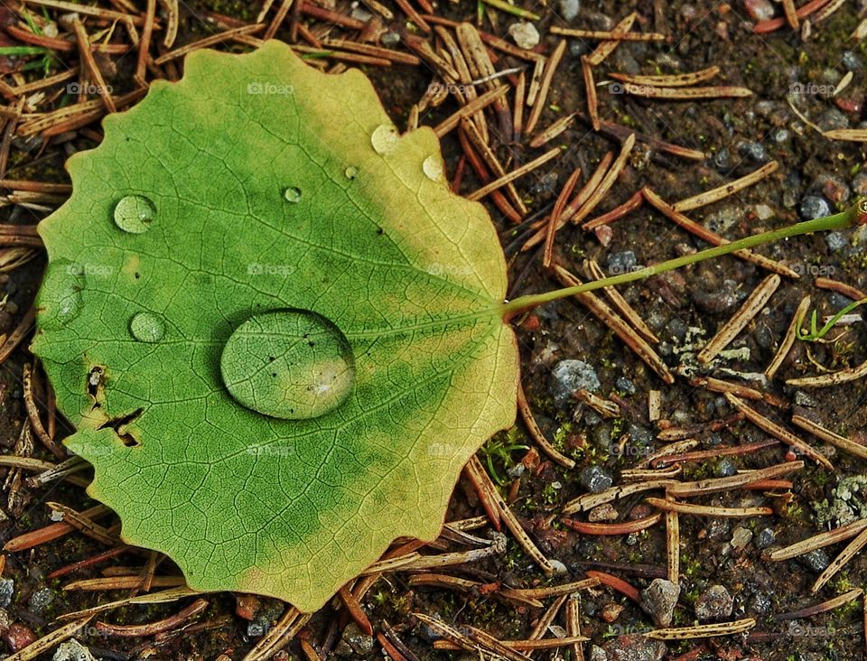 Noticed that leaf when I went for a walk. 