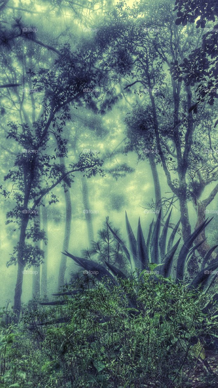 foggy forest
