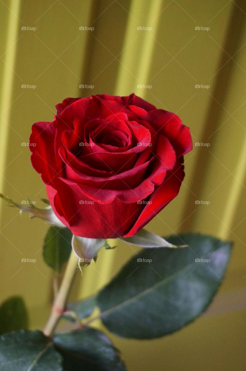 Red rose with yellow background