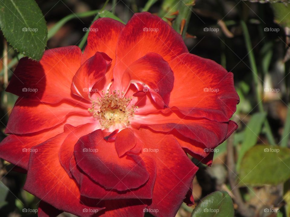 Beautiful rose flower