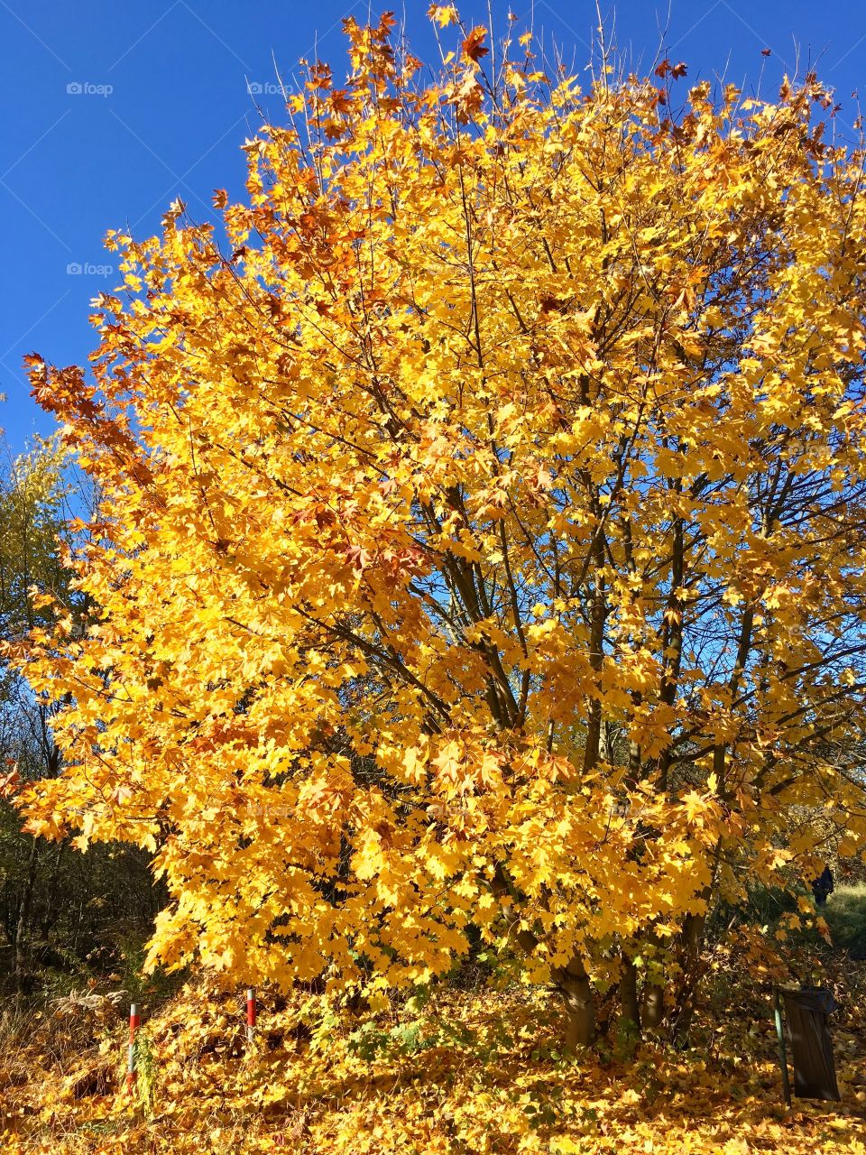 Golden leaves 