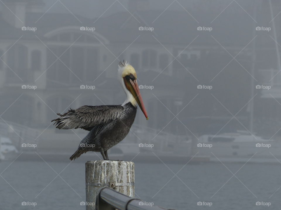 Foggy morning with pelican 