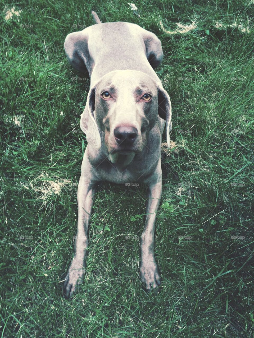 Weimaraner 