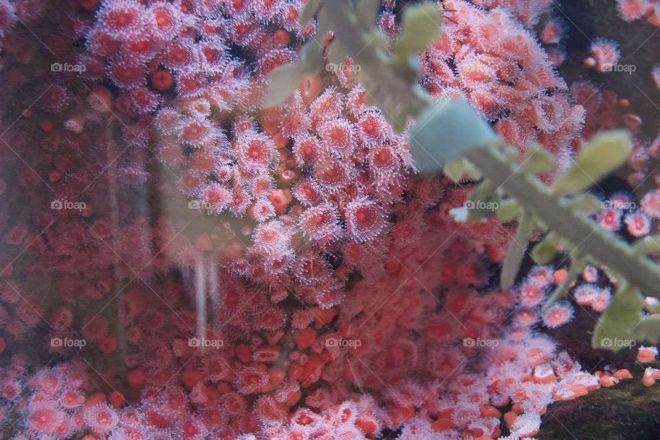 Pink Coral