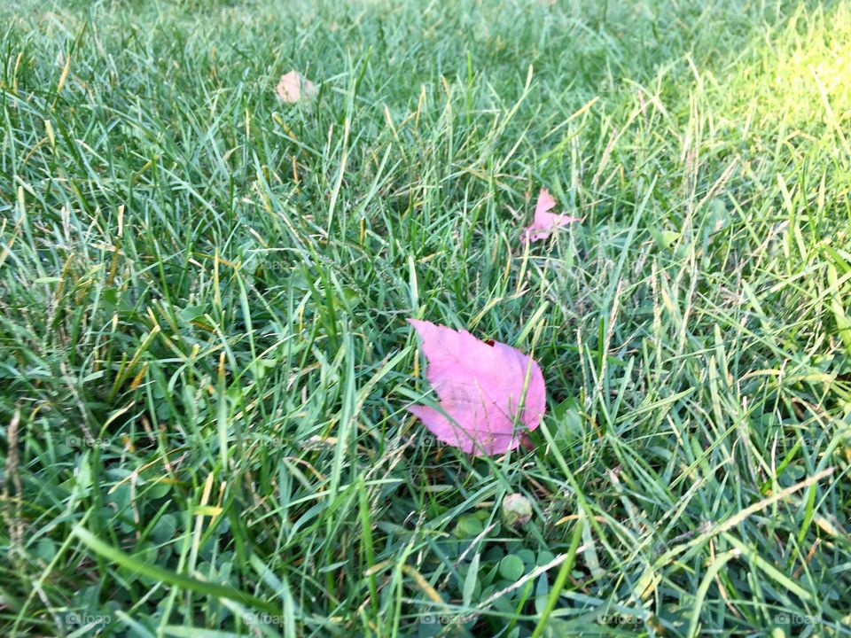 Pink leaves in the grass. 