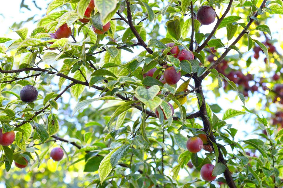 plum tree