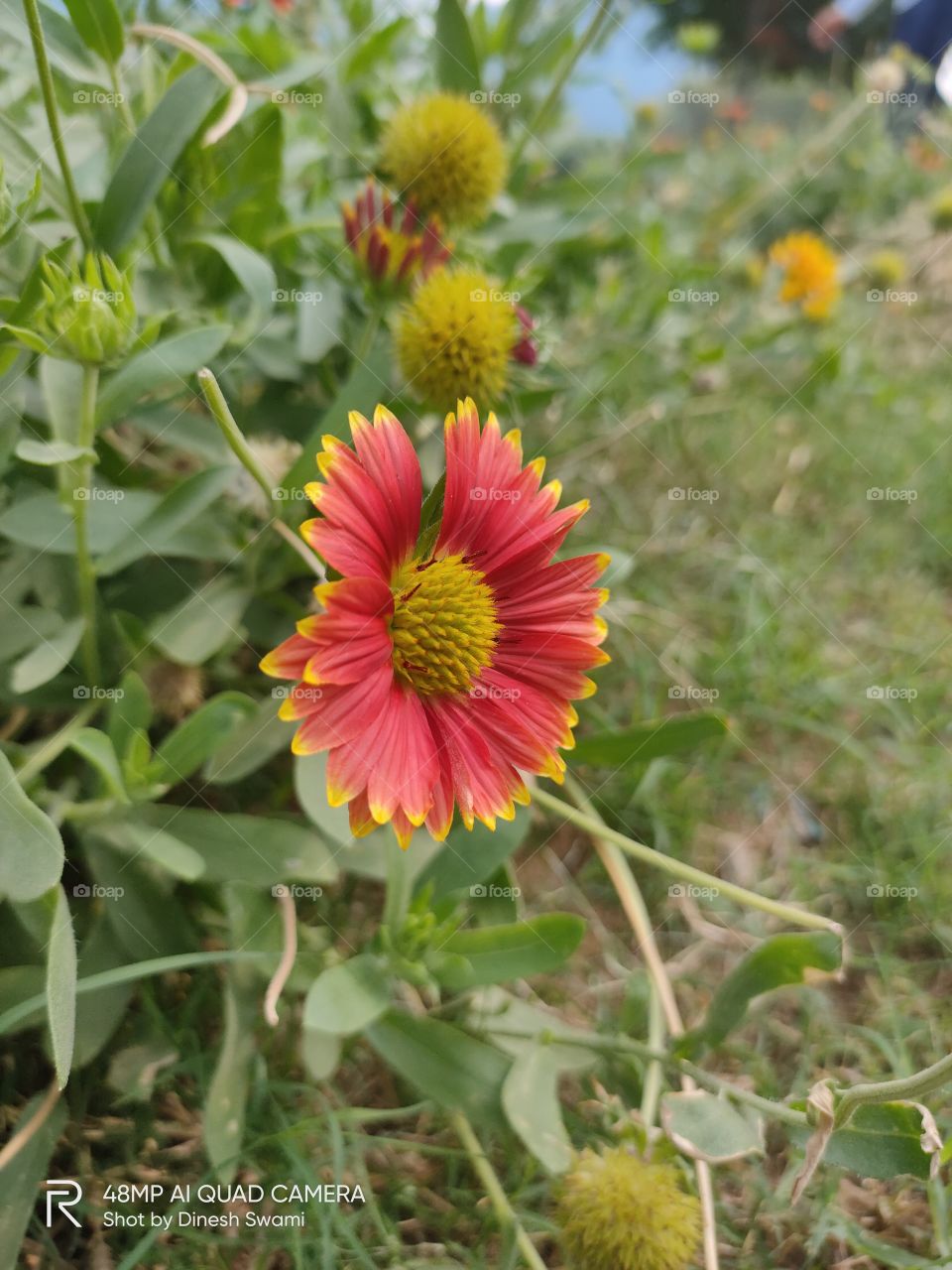 big red yellow flowers